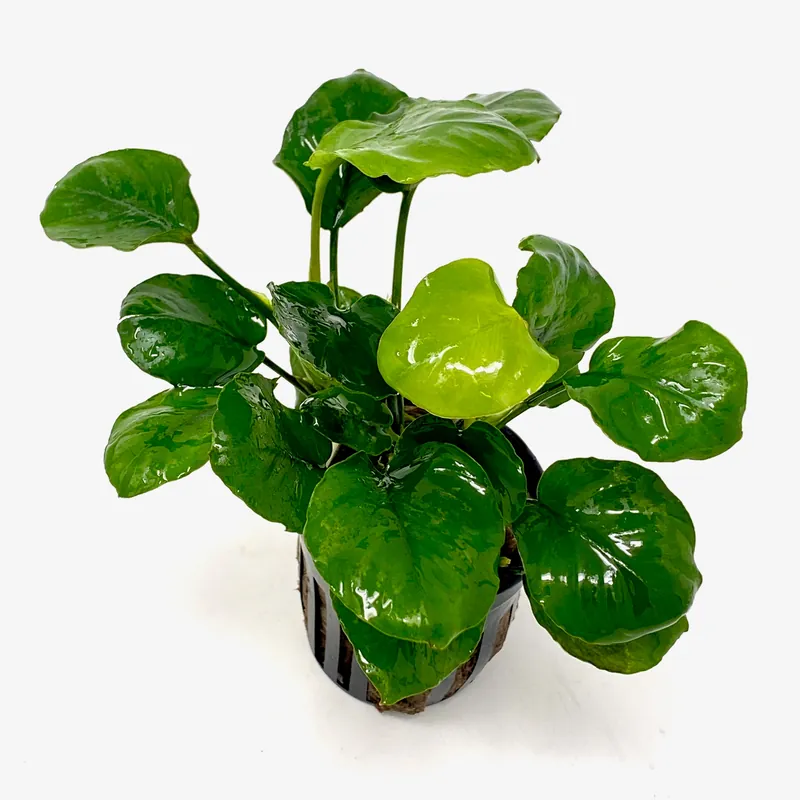 Anubias barteri round golden coin (potted) - Aqua Forest Aquarium