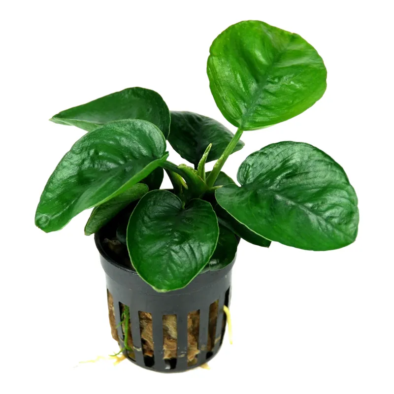Anubias barteri butterfly (potted) - Aqua Forest Aquarium