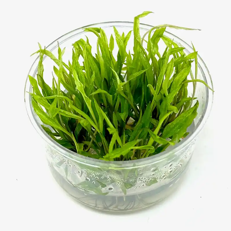 Tissue Culture - Cryptocoryne wendtii green gecko (cup size: standard)