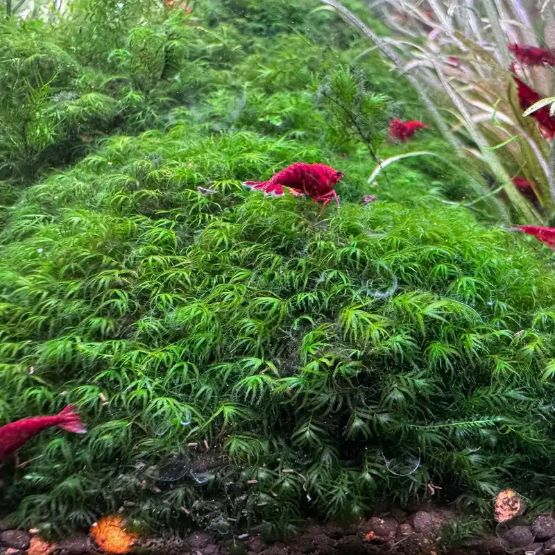 Fissidens fontanus moss (loose clump) - Aqua Forest Aquarium