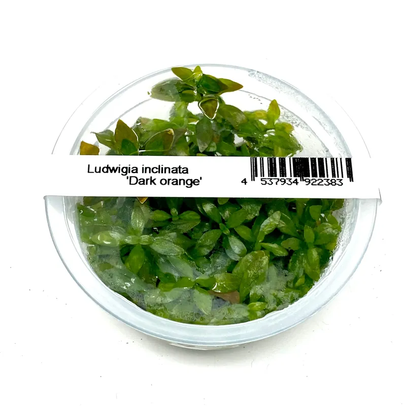 IC442 ADA Tissue Culture - Ludwigia Inclinata 'Dark Orange'