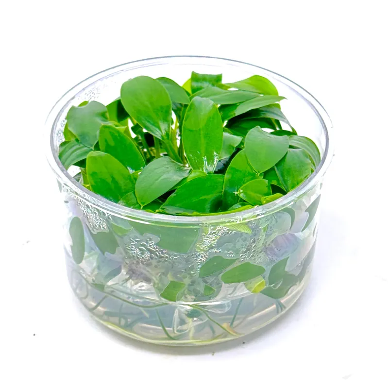 Tissue Culture - Homalomena sp Sekadau South (cup size: standard)