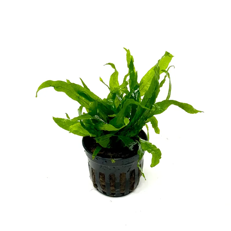 Microsorum pteropus narrow mini (potted) - Aqua Forest Aquarium