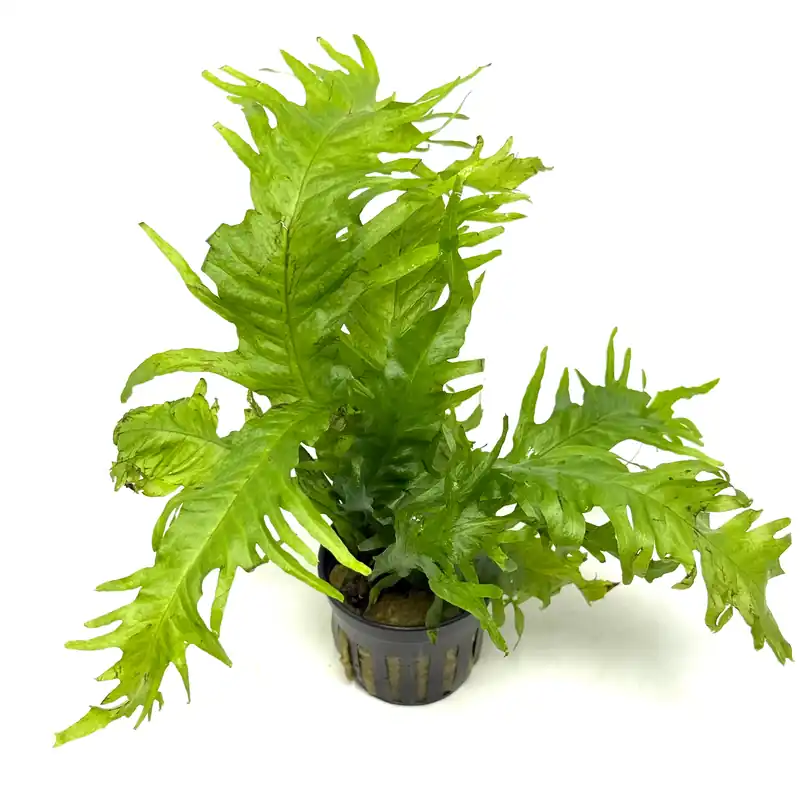 Microsorum pteropus lionfish (potted) - Aqua Forest Aquarium