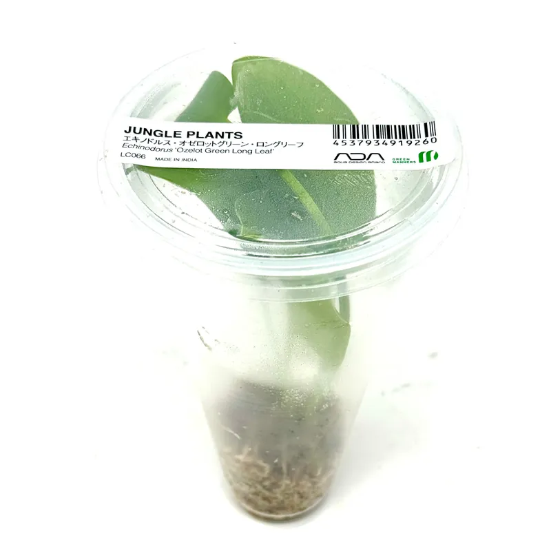 LC066 ADA Jungle plants-Echinodorus 'Ozelot Green Long Leaf' (Jungle plants cup)