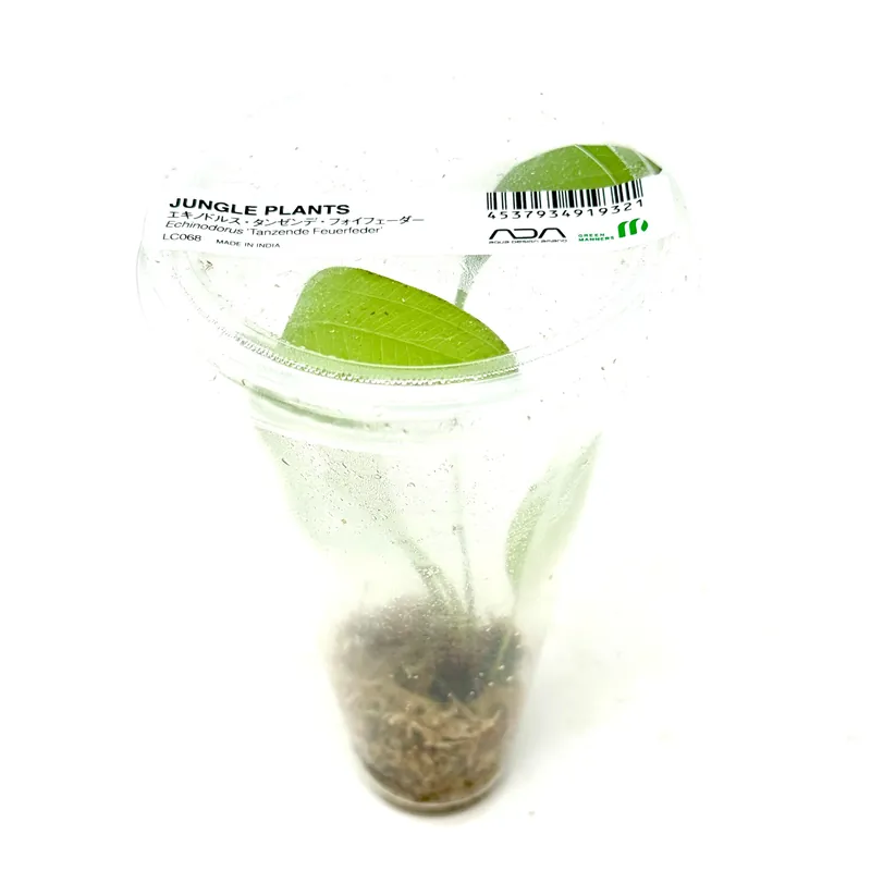 LC068 ADA Jungle plants-Echinodorus 'Tanzende Feuerfeder' (Jungle plants cup)