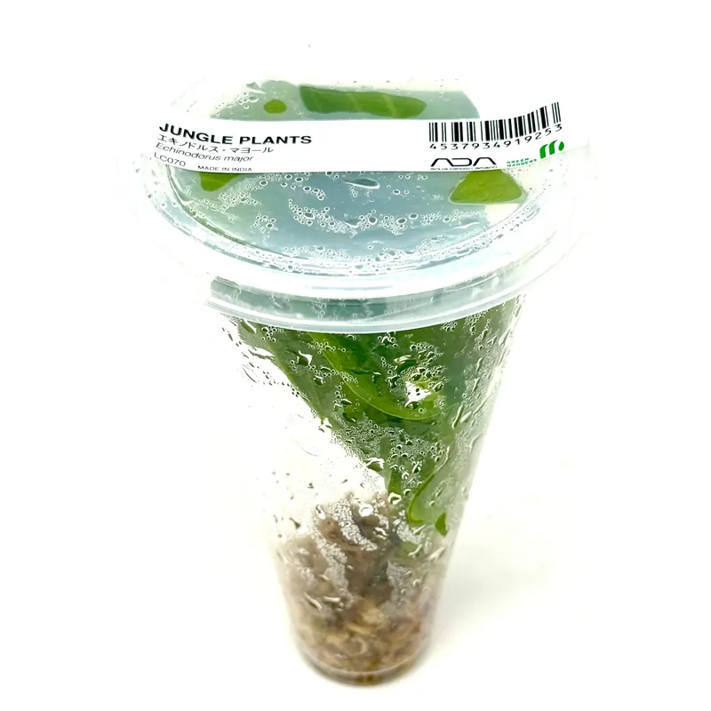 LC070 ADA Jungle plants-Echinodorus Major (Jungle plants cup)