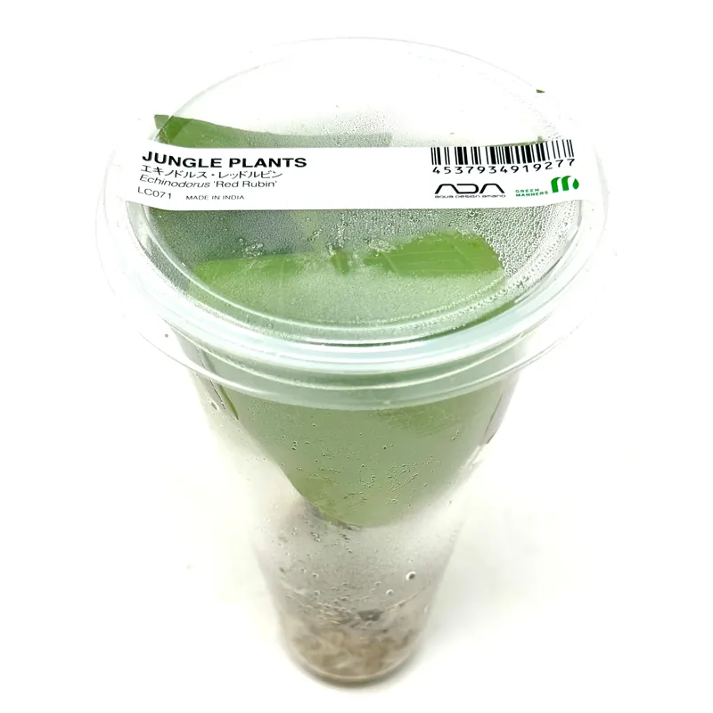 LC071 ADA Jungle plants-Echinodorus 'Red Rubin' (Jungle plants cup)
