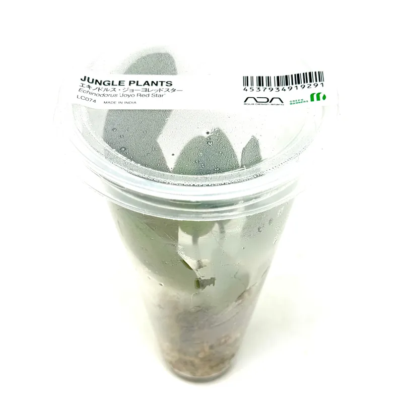 LC074 ADA Jungle plants-Echinodorus 'Joyo Red Star' (Jungle plants cup)