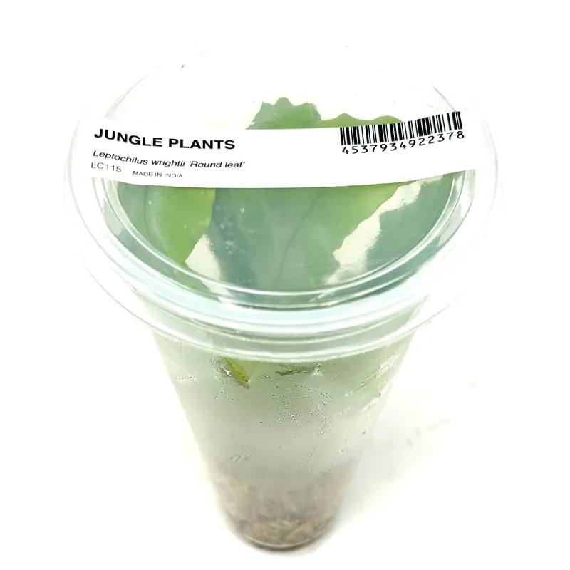 LC115 ADA Jungle plants-Leptochilus wrightii 'Round leaf' (Jungle plants cup)