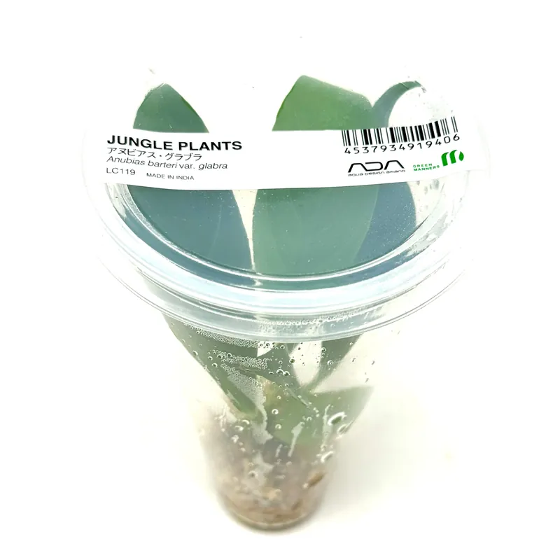 LC119 ADA Jungle plants-Anubias barteri var. glabra (Jungle plants cup)