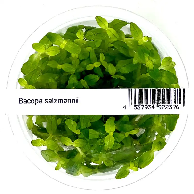 IC472 Tissue Culture - Bacopa Salzmannii