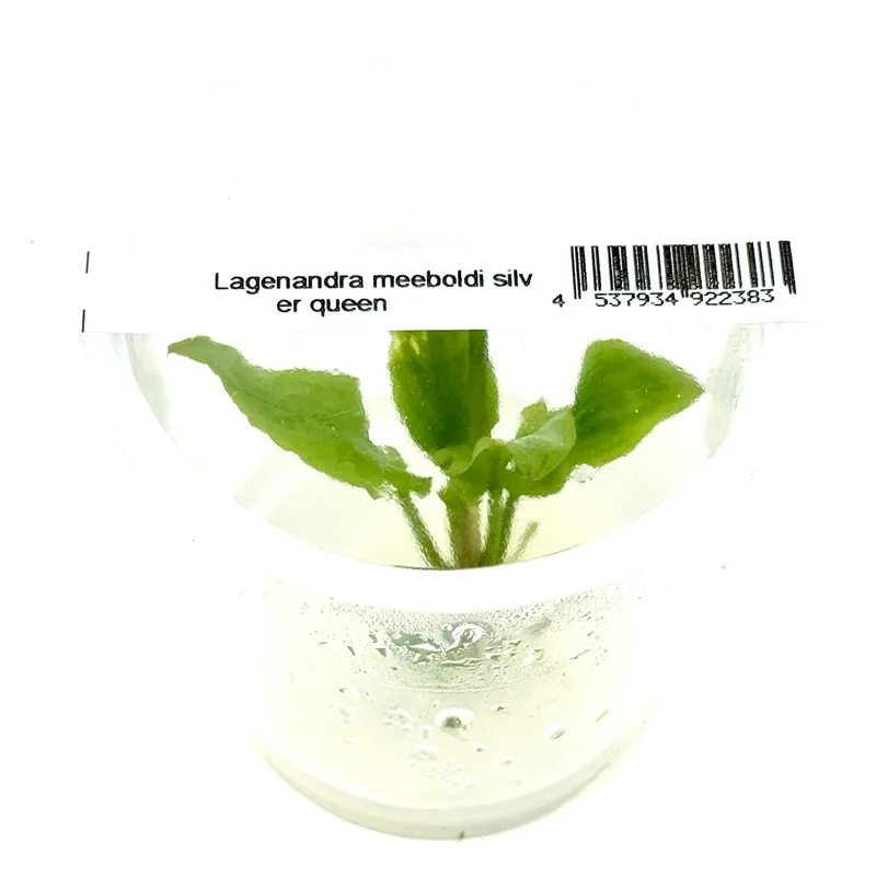 IC226 Tissue Culture - Lagenandra meeboldi silver queen