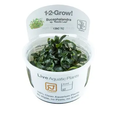 Tropica Aquarium Plants: Bucephalandra sp. 'Needle leaf' (TC) Tropica 1-2-Grow!