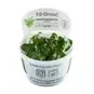 Tropica Aquarium Plants: Schismatoglottis prietoi (TC) Tropica 1-2-Grow!