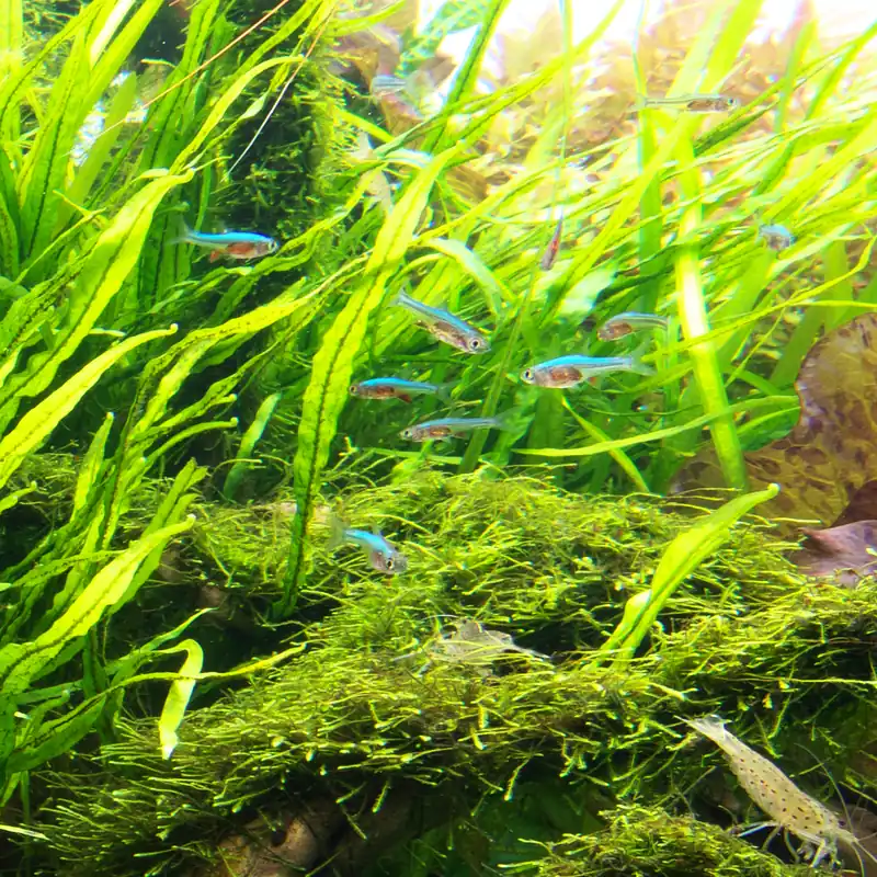 LC101 ADA Jungle plants-Microsorum sp. 'Narrow Leaf' (Jungle plants cup)