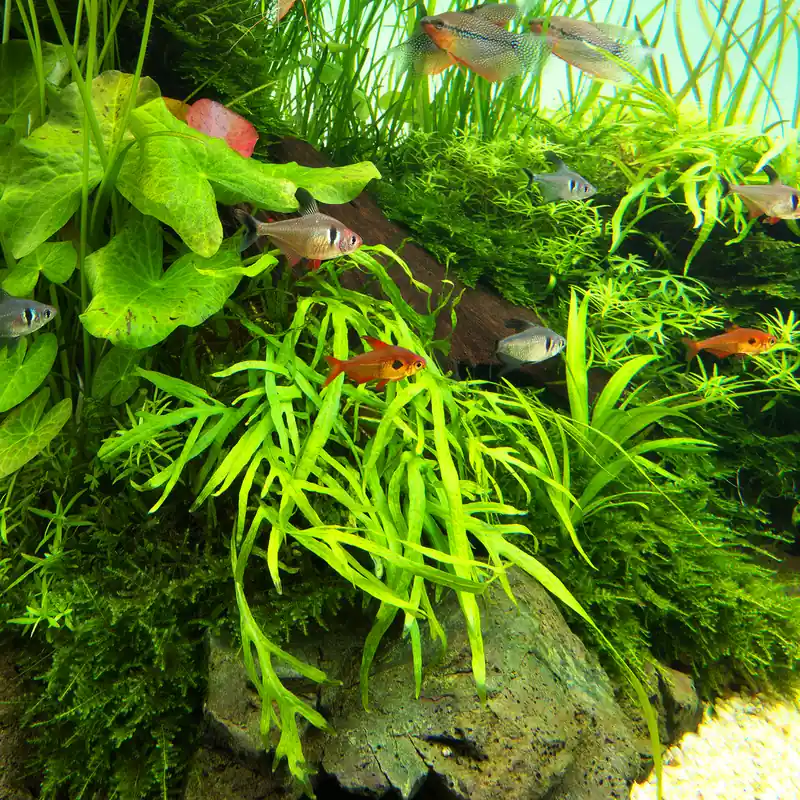 LC103 ADA Jungle plants-Microsorum sp. 'Trident' (Jungle plants cup)