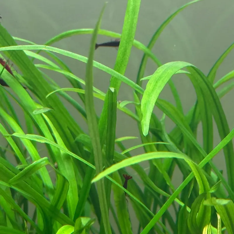 IC685 ADA Tissue Culture - Cryptocoryne spiralis 'Caudigera'