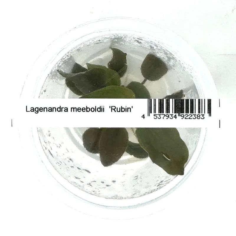 IC229 Tissue culture plant - Lagenandra meeboldii 'Rubin'