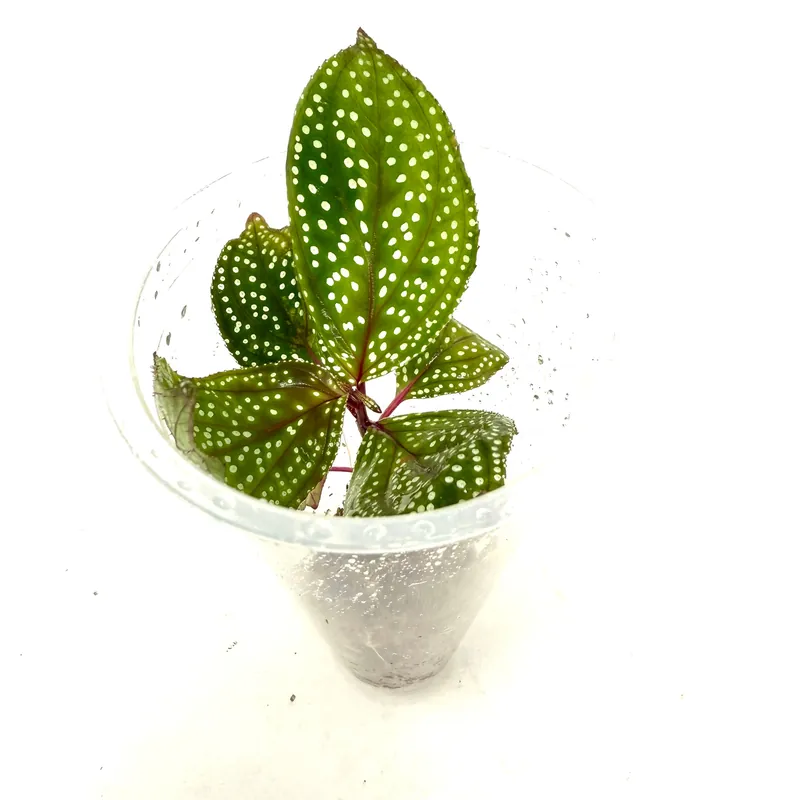 LC130 Jungle plants-Sonerila calophylla 'Phang Nga' (Jungle plants cup)