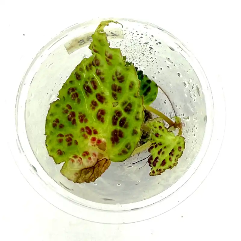 LC138 Jungle plants-Begonia dracopelta (Jungle plants cup)