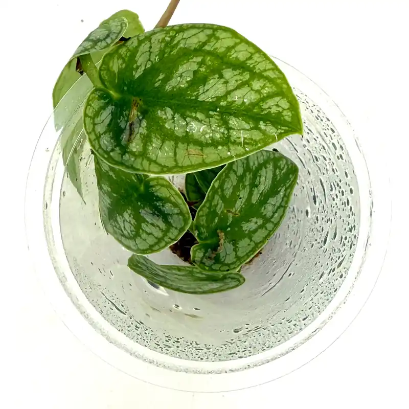 LC146 Jungle plants-Monstera dubia (Jungle plants cup)