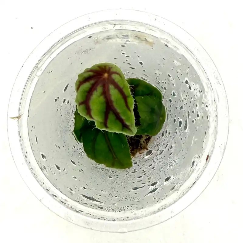 LC312 Jungle plants-Begonia quadrialata sp. Nimbaensis (Jungle plants cup)
