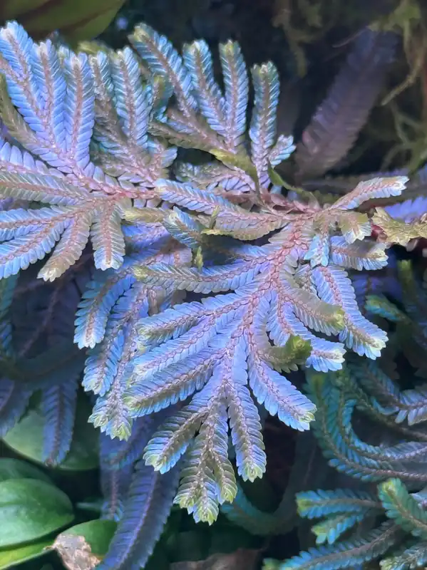LC921 Jungle plants-Selaginella siamensis 'Peacock' (Jungle plants cup)