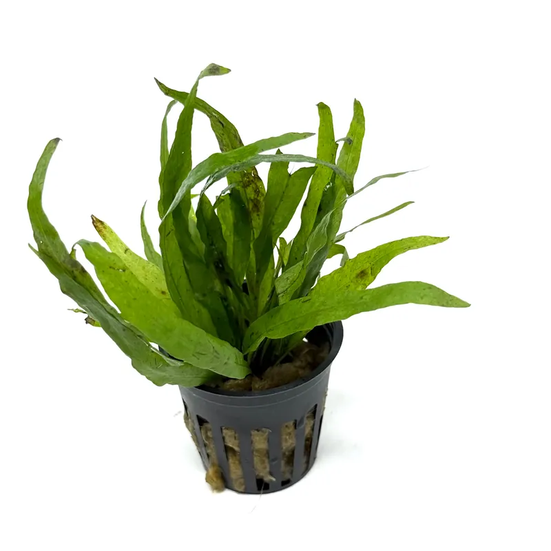 Java fern Narrow leaf (Microsorum pteropus narrow leaf) (potted) - Aqua Forest Aquarium