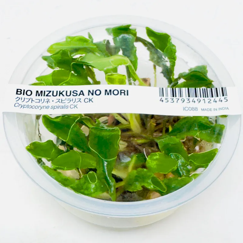 IC088 ADA Tissue Culture - Cryptocoryne spiralis CK