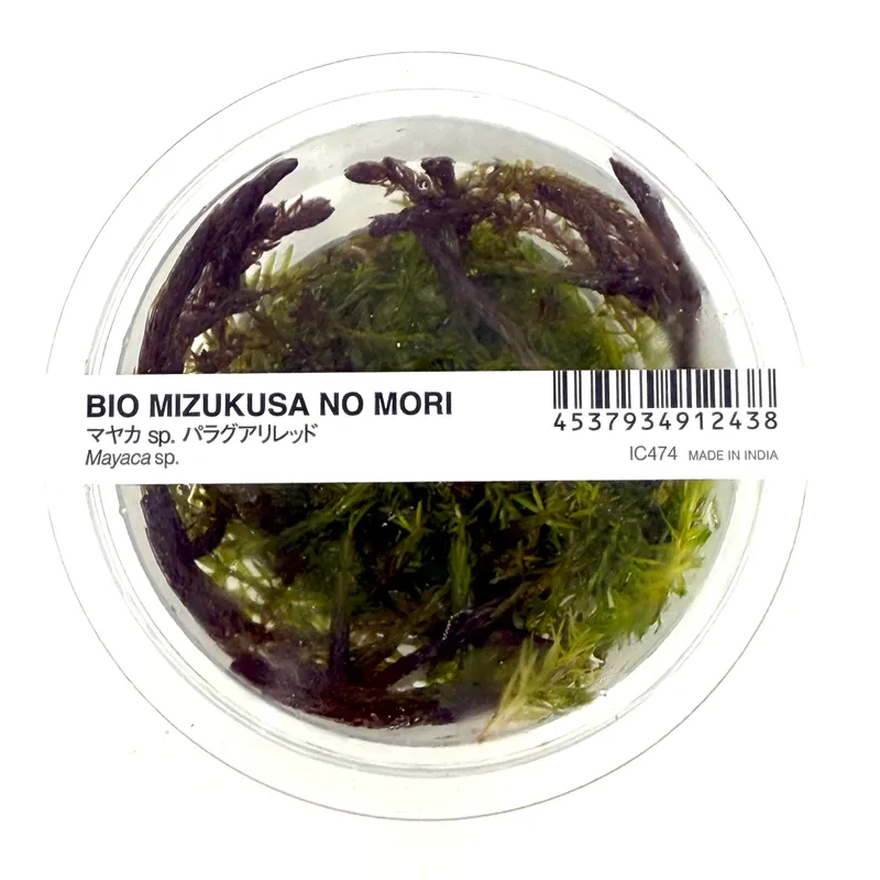 IC474 Tissue Culture - Mayaca fluvitalis 'paraguay'