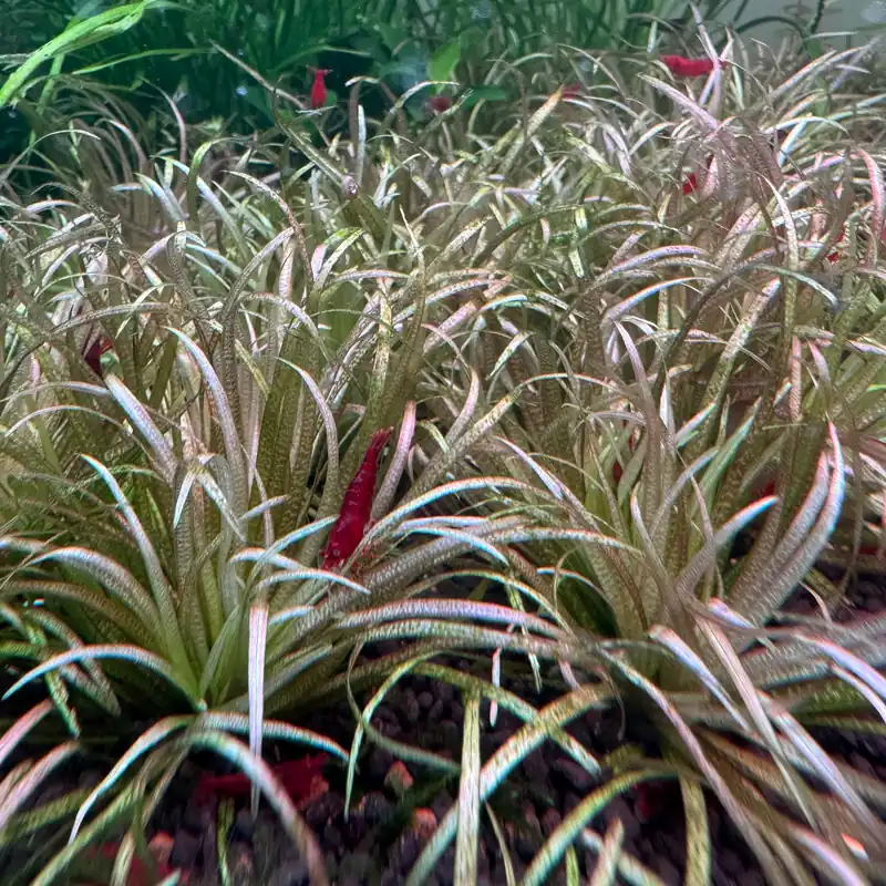 Blyxa Novoguineensis ( Also known as Red Blyxa,submerged stems ) - Aqua Forest Aquarium