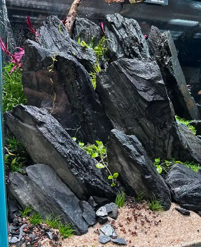 Dracula Stone - Aqua Forest Aquarium