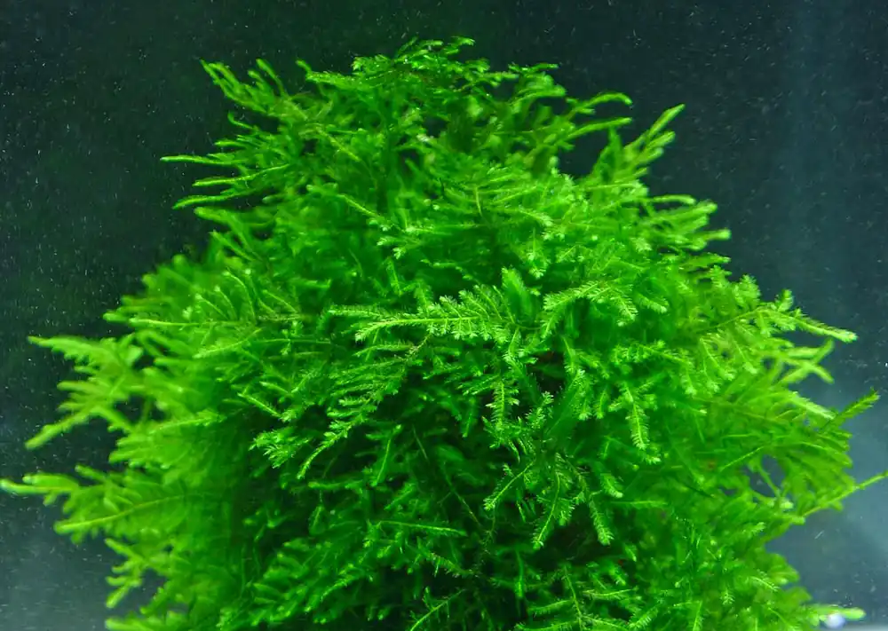 ZP813 Peacock Moss (Taxiphyllum sp. 'Peacock') (pouch) - Aqua Forest Aquarium