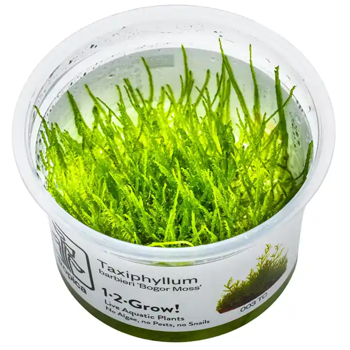 Taxiphyllum barbieri 'Bogor Moss' - Aqua Forest Aquarium
