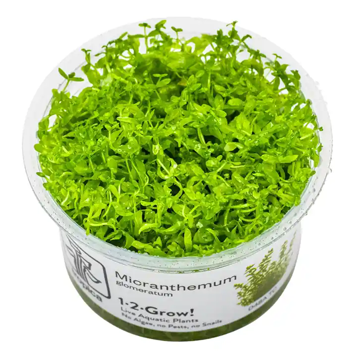 Tropica Aquarium Plant: Micranthemum glomeratum - Aqua Forest Aquarium