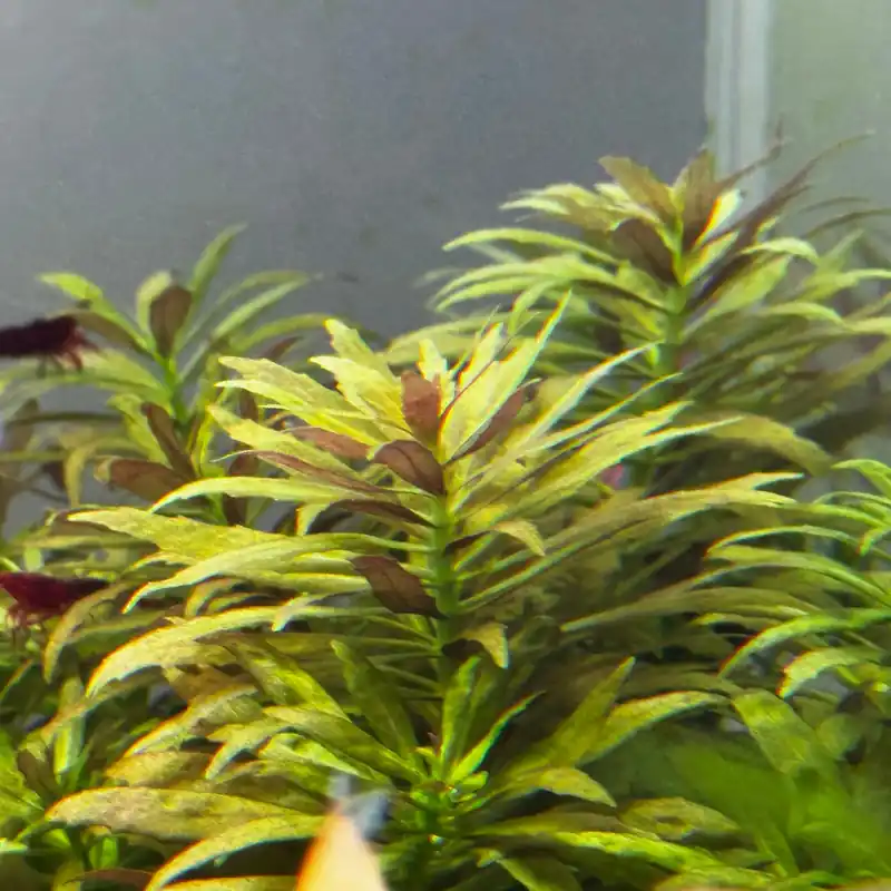 IC481 Tissue Culture - Limnophila aromatica mini