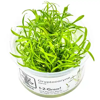 Tropica Aquarium Plants: Cryptocoryne parva (TC) Tropica 1-2-Grow!