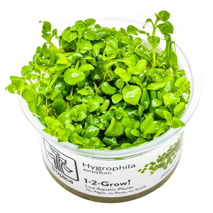 Tropica Aquarium Plants: Hygrophila Serpyllum (TC) Tropica 1-2-Grow!