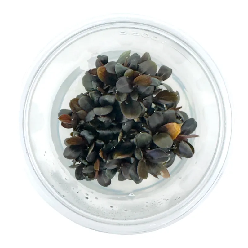 AFA tissue culture-Bucephalandra brownie rotundifolia neo