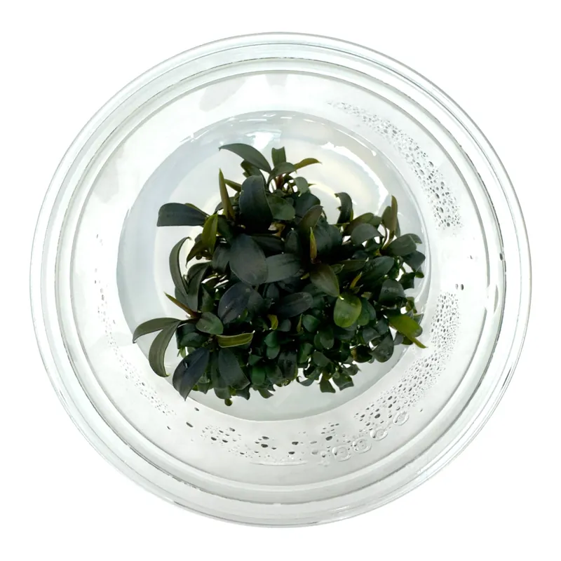 AFA tissue culture-Bucephaladra brownie ghost ulu kapus