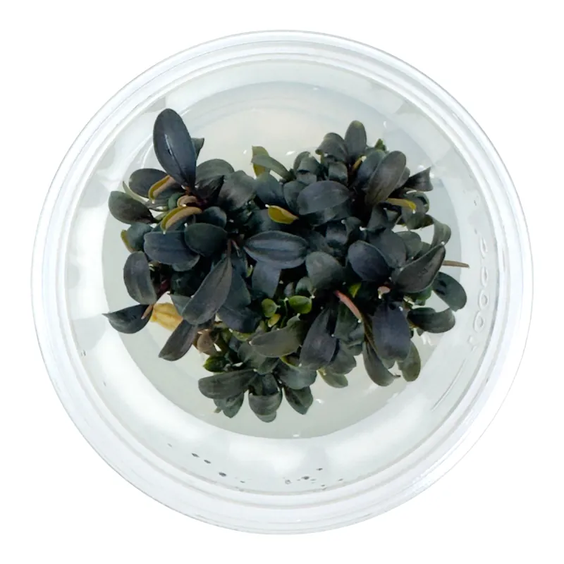 AFA tissue culture-Bucephalandra brownie