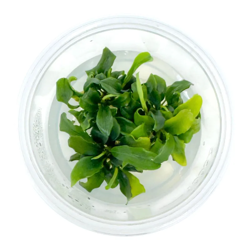 AFA tissue culture-Bucephalandra green wavy tissue culture