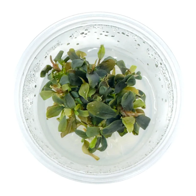 AFA tissue culture-Bucephalandra brownie purple