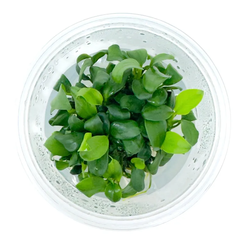 AFA Anubias barteri var. nana petite tissue culture cup - Aqua Forest Aquarium