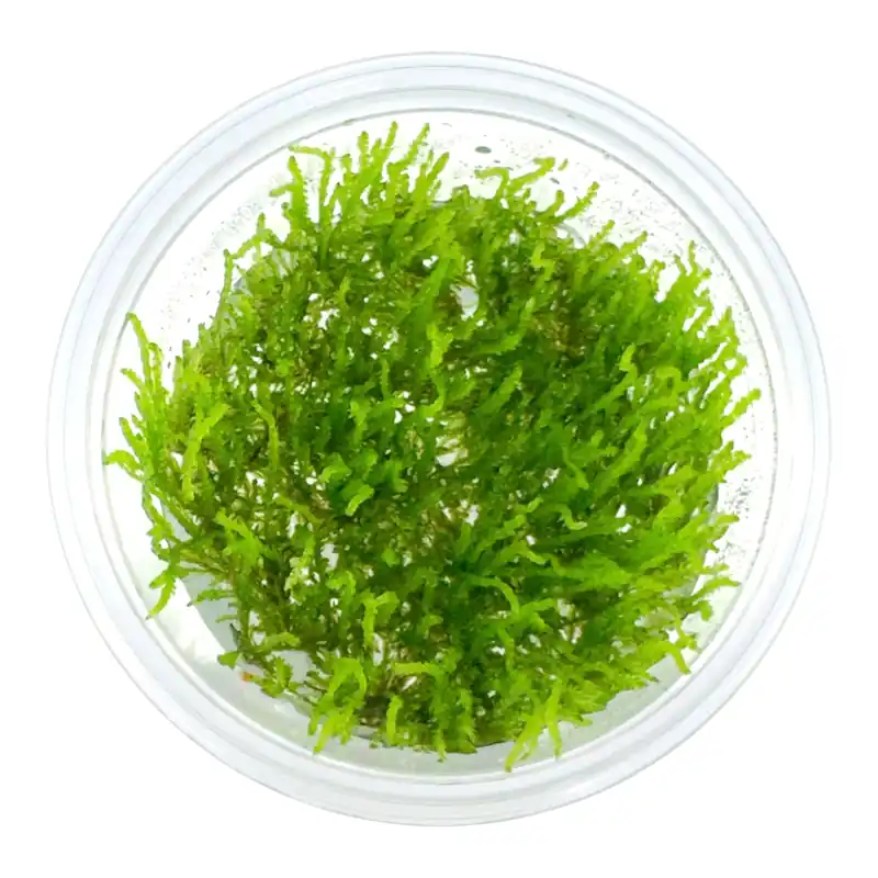 AFA tissue culture Vesicularia Ferriei Weeping moss - Aqua Forest Aquarium