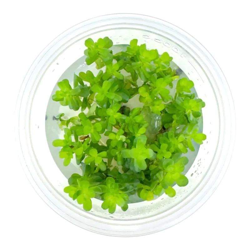 AFA Rotala Bonsai tissue culture cup - Aqua Forest Aquarium