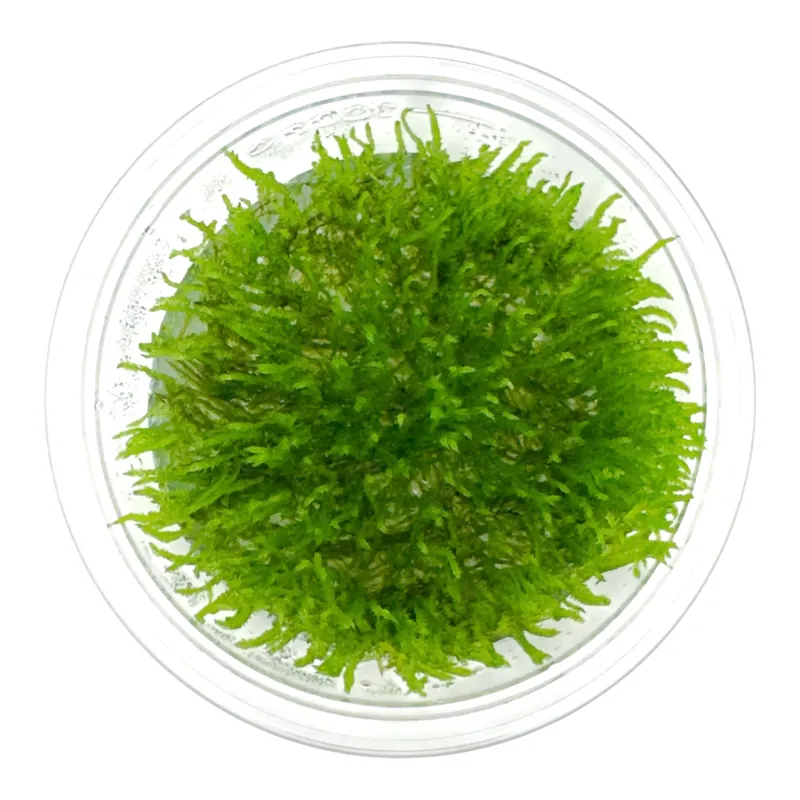 AFA tissue culture-Taxiphyllum flame moss