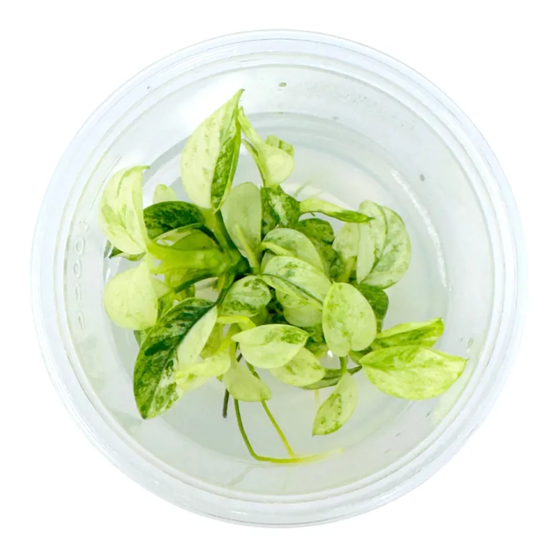 AFA tissue culture-Anubias nana pinto