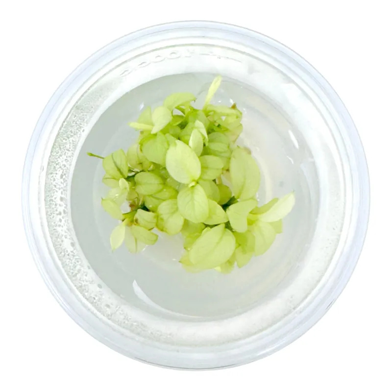AFA tissue culture-Anubias nana ice